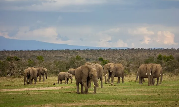 4 Days 3 Nights Private safari to Samburu & Olpejeta from Nairobi