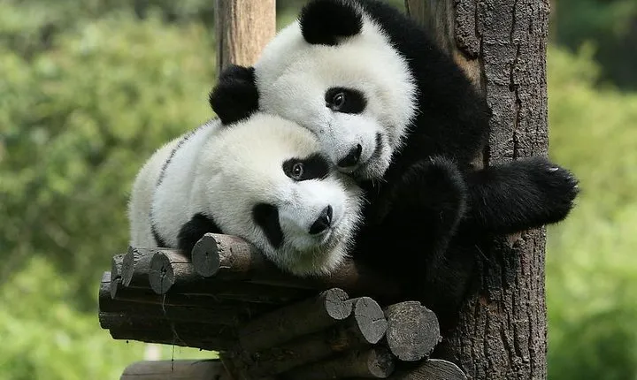 One-Day Private Panda Tour Of Chengdu
