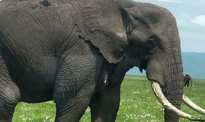 5 days nothern Tanzania camping Safari