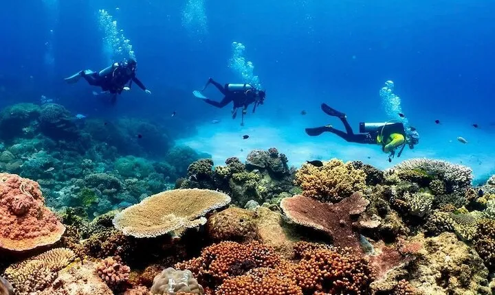 Blue Dive Private Guided Scuba Dive Cairns