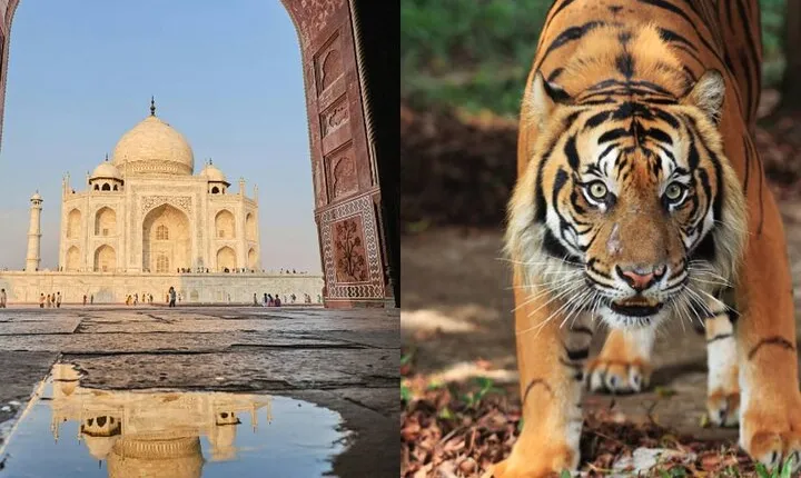 8 Days Delhi Agra Ranthambore Udaipur Jodhpur Jaipur Tour