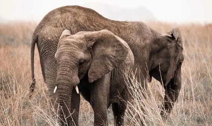 2 Days and 1 Night Mikumi Safari Private Tour