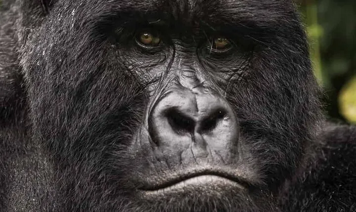 Private 5 Days Tour in Bwindi, Lake Bunyonyi and Lake Mburo