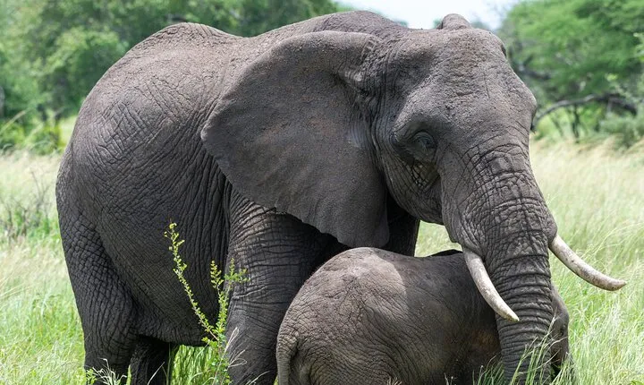 7 Day Tanzania Wildlife and Culture Tour