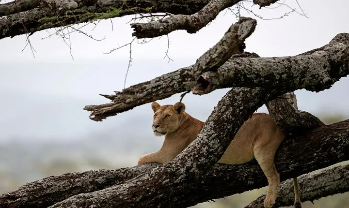 3 Days Luxury Lodge Safari in Tanzania