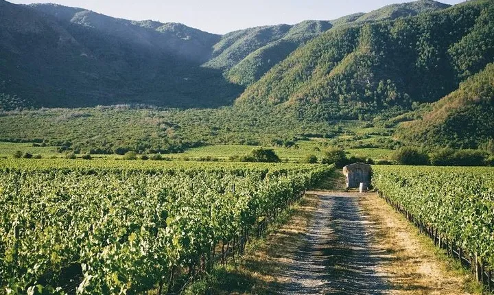 Full Day Guided Trip to Casablanca Valley - Visit to 2 Vineyards