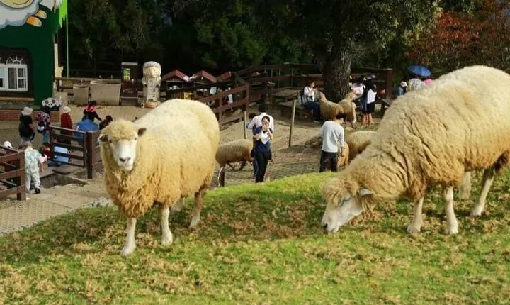 Qingjing Farm & Gaomei Wetlands Day Tour | From Taichung