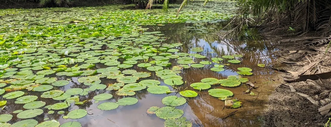 Zanzibar hiking in Masingini Forest private tour