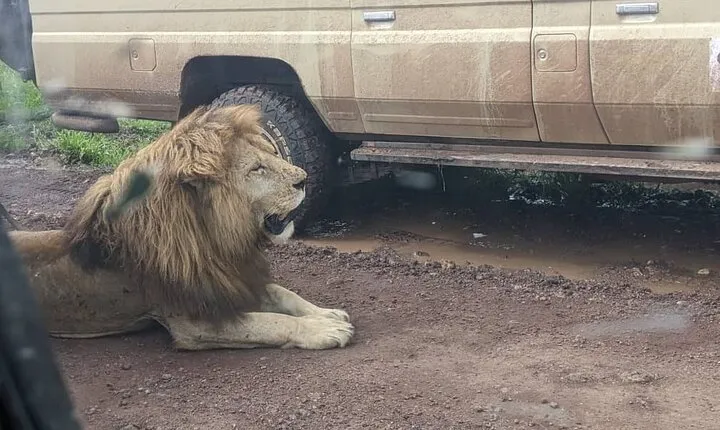3-Day Safari to Ngorongoro, Tarangire & Lake Manyara NP