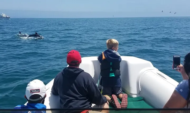 Private Dolphin and Whale Watching Tour in Newport Beach