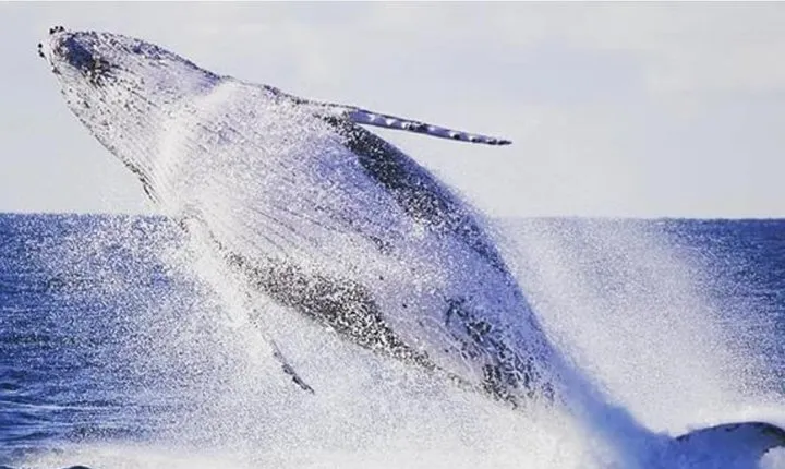 Whale Watching Sailing Experience in Sydney
