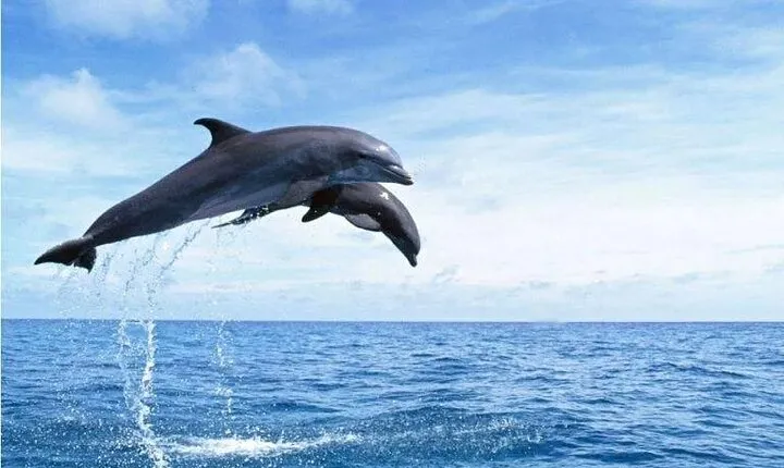 Sataya Reefs Dolphin Snorkel Cruise with Lunch from Marsa Alam