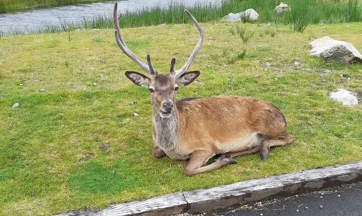 Fort William and Glencoe
