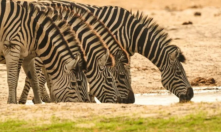 5 Day - Quadruple Package Zimbabwe, Zambia, Botswana & Namibia
