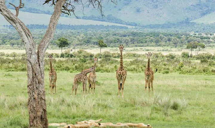 3-Day Masai Mara Budget Camping Safari