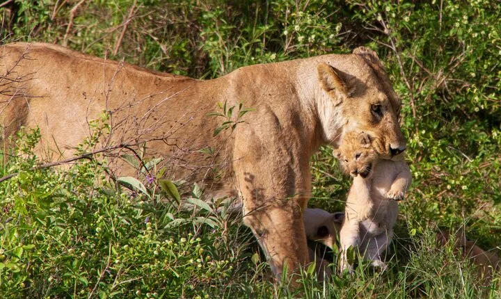 6 Days Lodge & Tented Camp Luxury - The Serengeti Trail & Tarangire