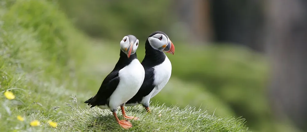 Classic puffin watching tour in Reykjavik