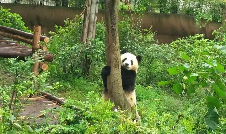 Customizeable Chengdu Private Tour of Panda Base and City Sightseeing