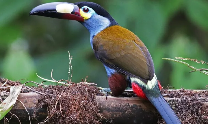 Enjoy The Beauty Of The Birds Of The Northwest
