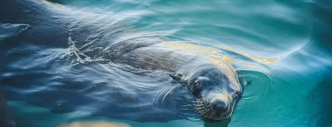 Cabo San Lucas Glass-Bottom boat cruise without transfer