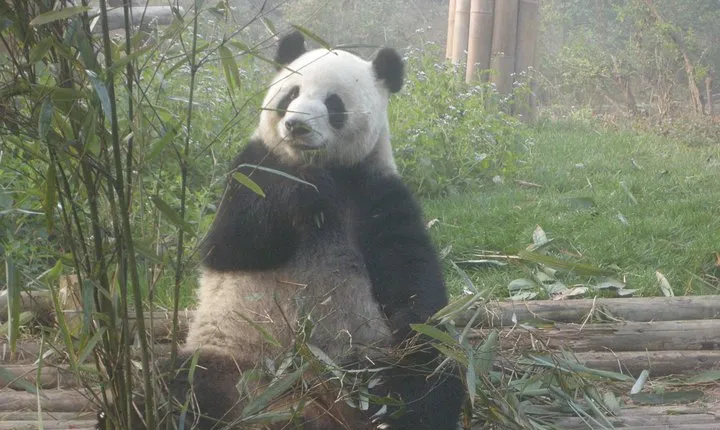 Chengdu Railway Station Pick up and Panda Base Day Tour
