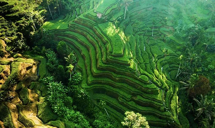 Bali: Ubud (Temple, Spring, Rice Terraces, & Waterfall)