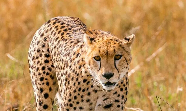 3 Days, 2 nights Maasai Mara Private Safari