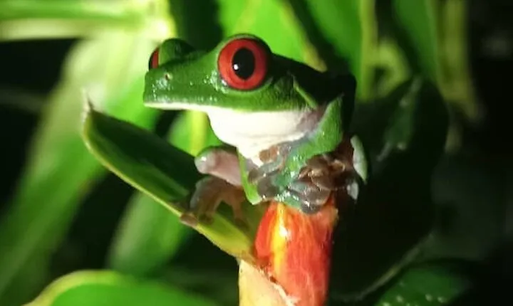 4 Hour Private Guided Tour in Osa Jungle
