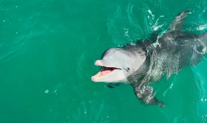 Shell Island Dolphin Sightseeing Boat Tour in Panama City Beach