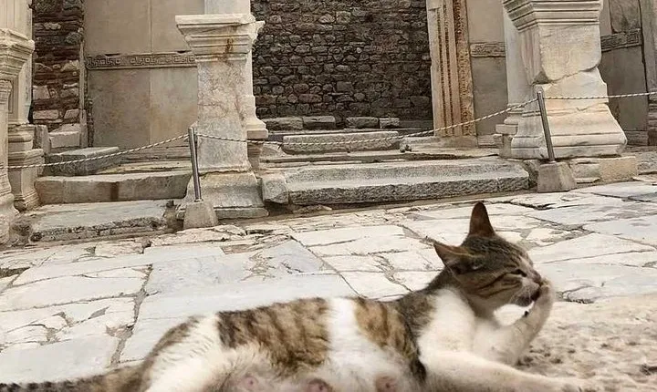 Full Day Ephesus & Temple of Artemis Tour from Izmir