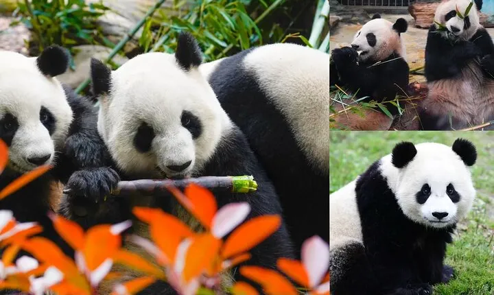 Chengdu Giant Panda: Panda Base or Shenshuping (optional)
