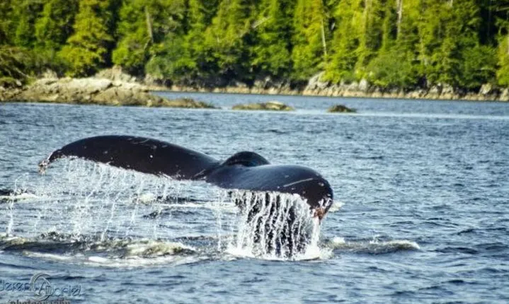Saltwater Expedition Sightseeing & Wildlife - 6 Passenger Boat