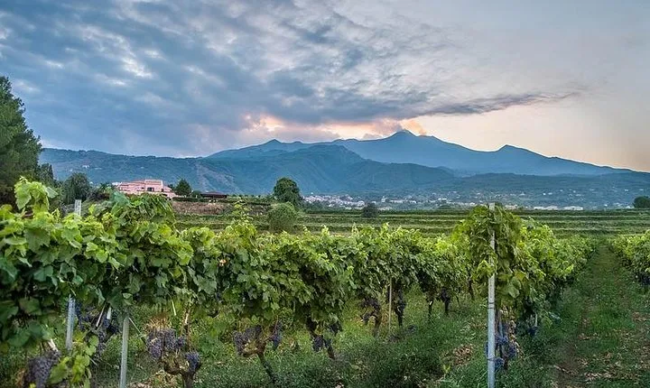 Wine Tasting tour from Messina