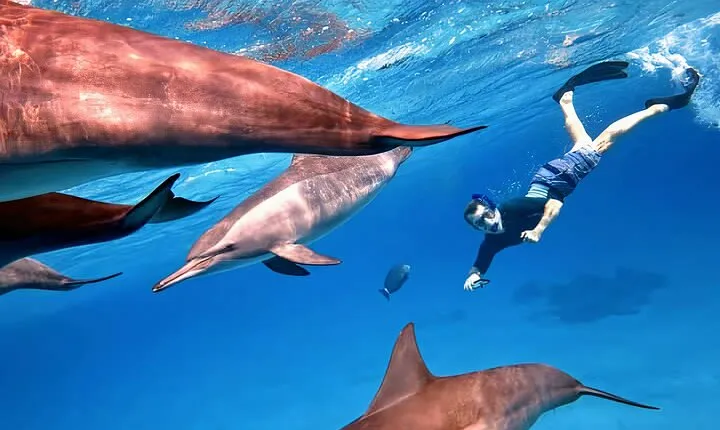 Full Day Snorkeling in Hurghada Dolphin House