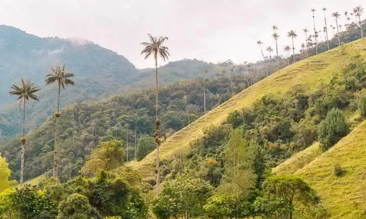 Cocora, Salento and Filandia Tour