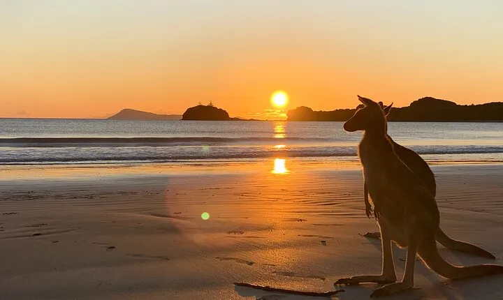 Beach Sunrise with the Wallabies