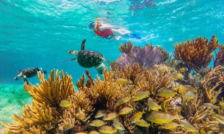 Coral Reef Snorkeling Expedition from Cancun with Beachside Lunch