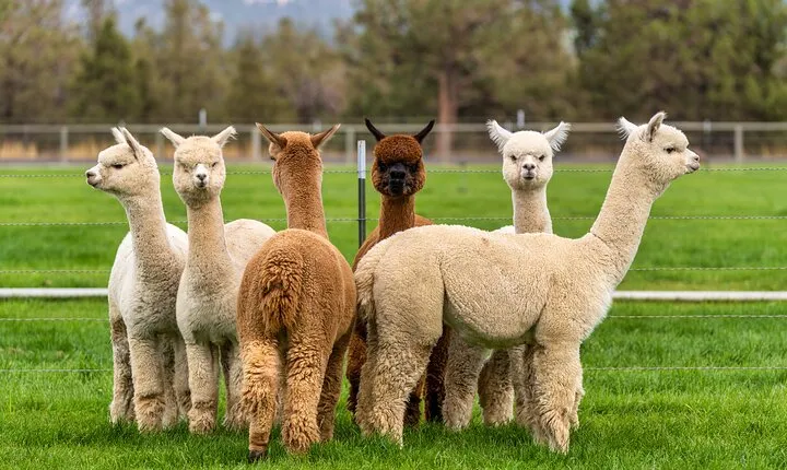 Alpaca Farm Grândola Meet & Feed