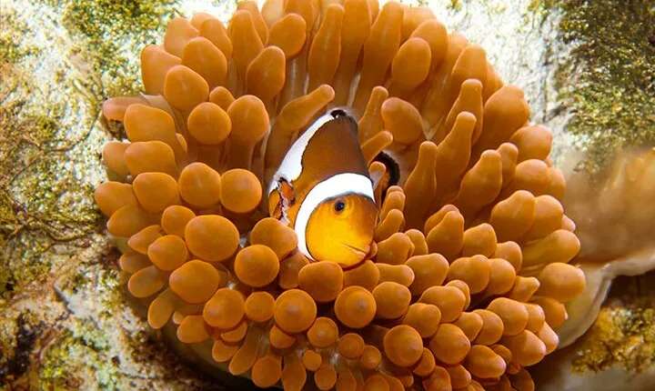 Zaragoza Aquarium Admission Ticket