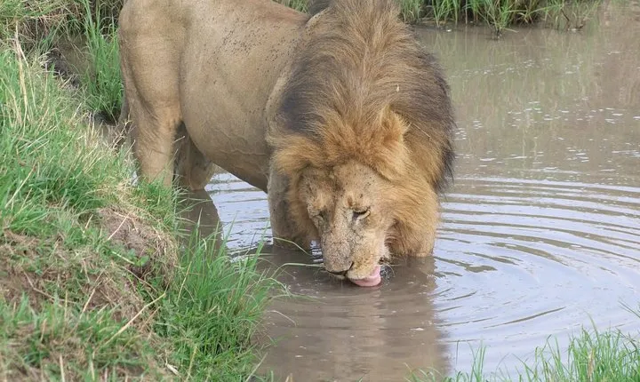 3 Days Amboseli