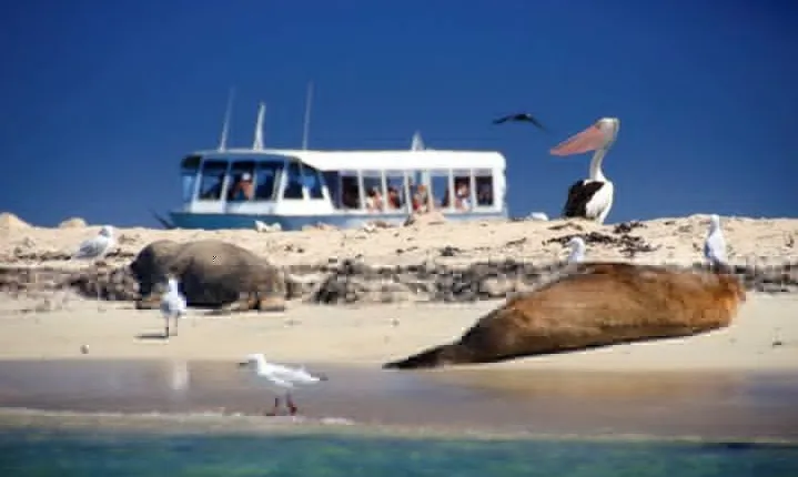 Dolphin, Sea Lion and Penguin Island Cruise