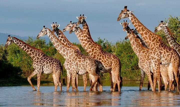 5 Day Budget Camping safari