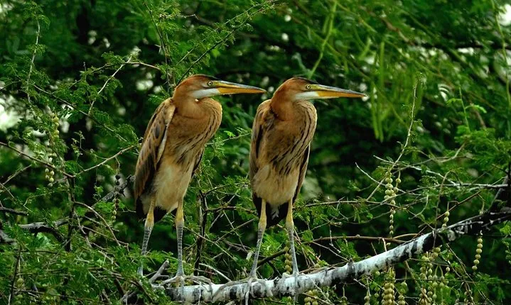 Agra: Private Bharatpur Bird Sanctuary All-Inclusive visits