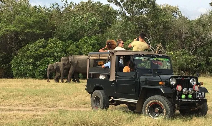 Day Tour from Colombo to Minneriya National Park Jeep Safari