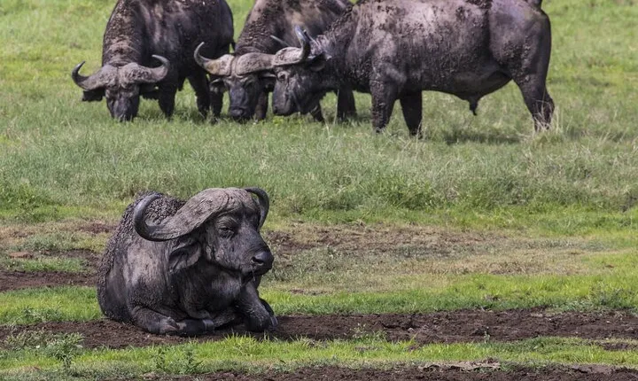 3 Day tour Tarangire, Ngorongoro crater & Lake Manyara