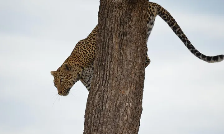 Lake Nakuru/ Lake Naivasha/ Maasai Mara 5 Days Lodge Safari