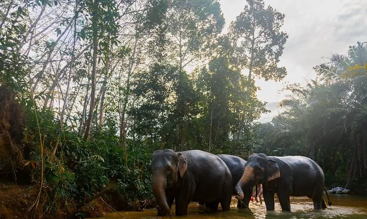 2-Hour Guided Eco-Tour & Transfer to Khaolak Elephant Sanctuary