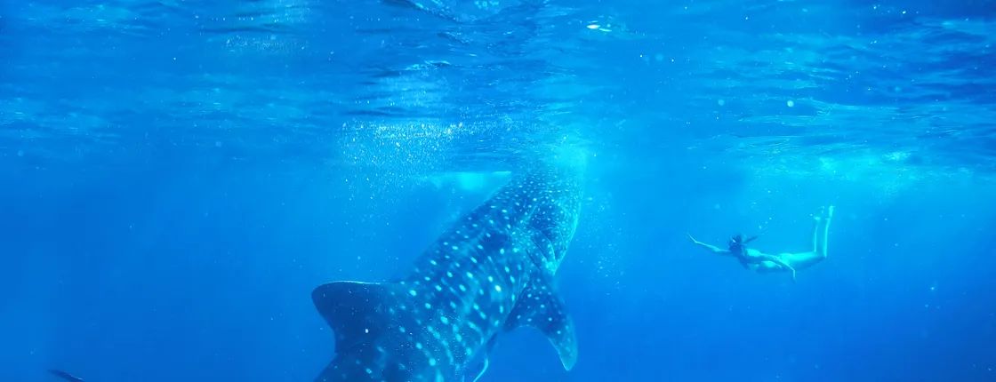 Full-day Oslob whale shark encounter with Tumalog falls