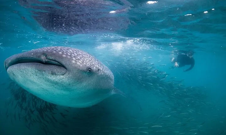 Snorkel with whale sharks includes equipment & transportation