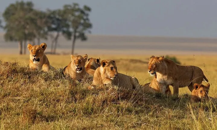 7 Days Wildlife & Lake Eyasi Safari Experience